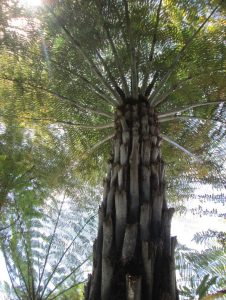 A renown New Zealand "Silver Fern" which grow to tree-size.