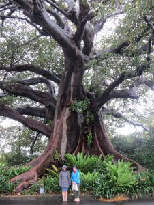 Julie & Pam under a large fig tree at the Sydney Conservatory of Music