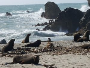 Fur Seal Colony on Tasman Sea