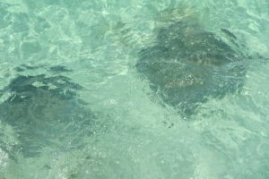 Stingrays swimming near shore in Half Moon Cay
