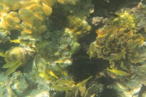 Fish and Coral at St. John’s Honeymoon Beach