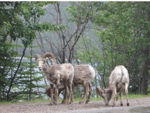 Bighorn sheep