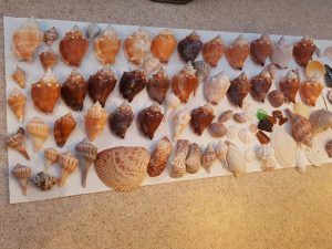 “Booty” found on the beach during our brief visit, including a number of beautiful Florida Fighting Conch and Lightning Whelk shells.