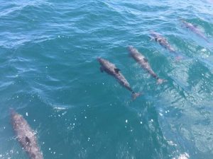 Underway with our first dolphin escort!