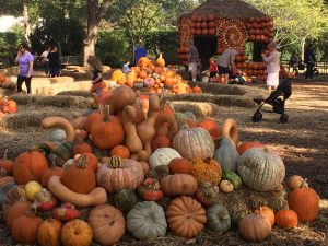 So many Pumpkins